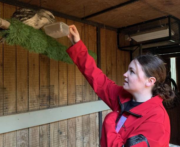 Scarlett Jessep working at Melbourne Zoo