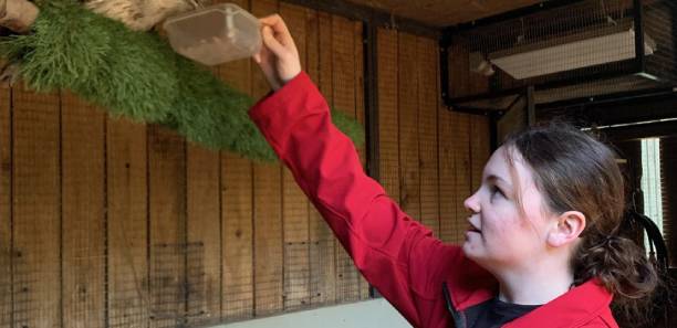 TAFE Gippsland Animal Studies student Scarlet Jessep participating in work experience at the Melbourne Zoo.