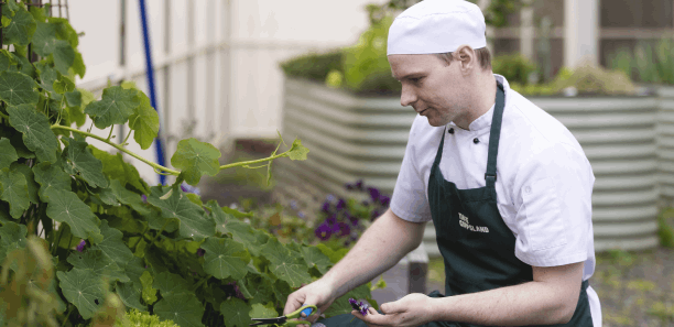 Male hospitality student cutting herbs in a garden