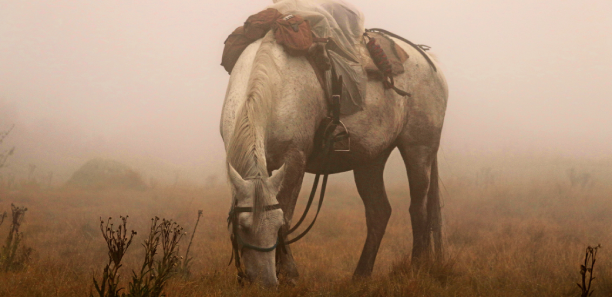 Grey Ghost by Alison Whiter - photo of a horse in the morning mist