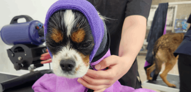 Dog being groomed at new grooming facility at Yallourn