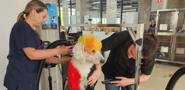 Dog being groomed at new grooming facility at Yallourn 