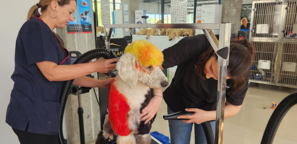 Poodle being groomed by TAFE Gippsland teachers