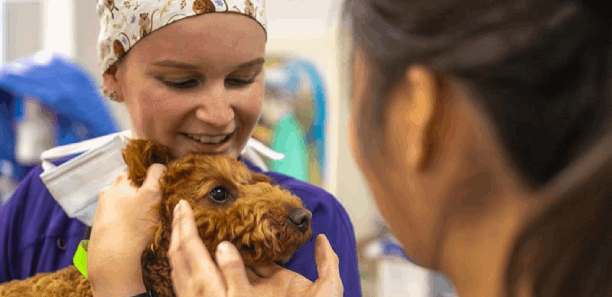 Abbey Williams with dog in surgery scenario