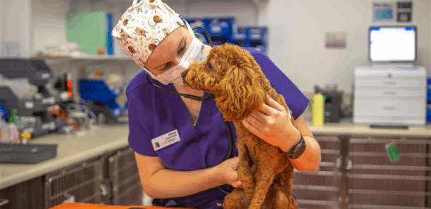 Abbey Williams with dog in veterinary surgical room